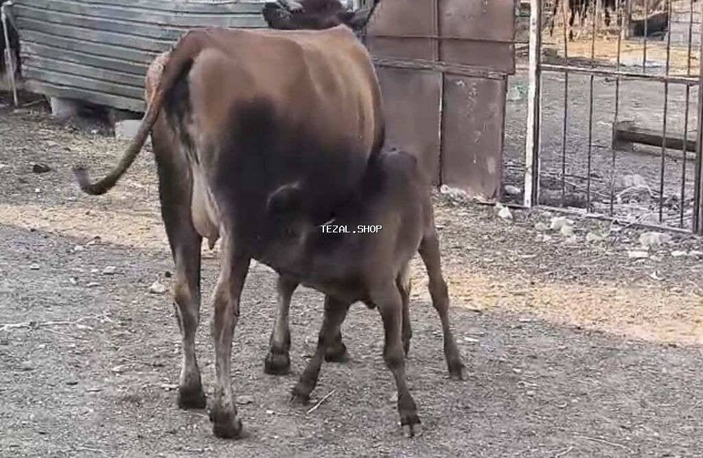 Bu duye 1 ci qarin dogub balasi disidi südüde 5-6litr olur anqus erkek Zeynalabdin Tağıyev — TezAl.shop