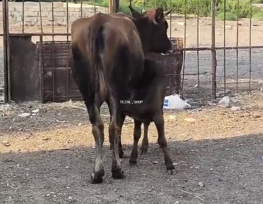 Bu duye 1 ci qarin dogub balasi disidi südüde 5-6litr olur anqus erkek - şəkil 2