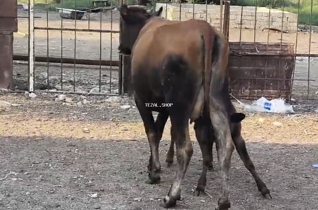 Bu duye 1 ci qarin dogub balasi disidi südüde 5-6litr olur anqus erkek - şəkil 3