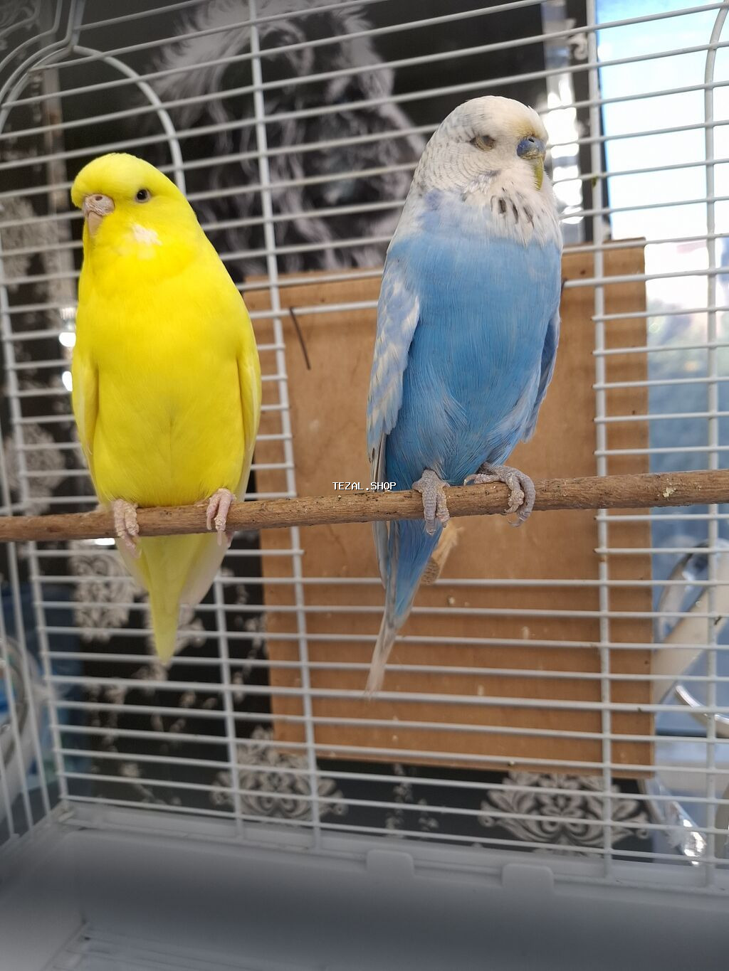 Temiz qan cex cutluk qefesle birge su qabi yem qabi taxta yuvaliq Bakı — TezAl.shop