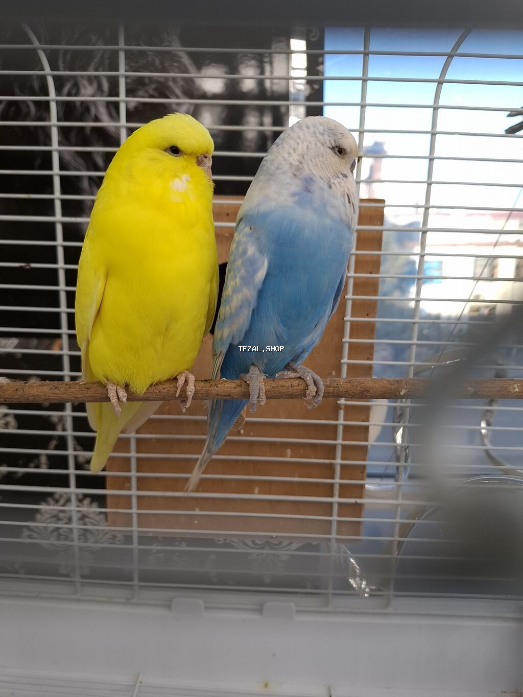Temiz qan cex cutluk qefesle birge su qabi yem qabi taxta yuvaliq - şəkil 3