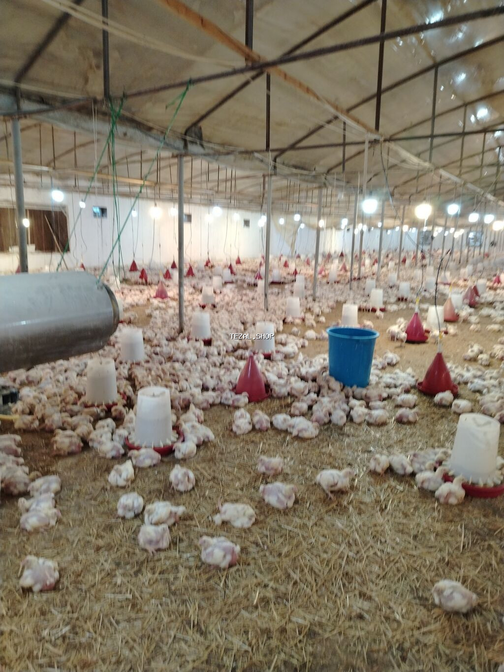 Fermaya aylevi və tək işçi lazımdır