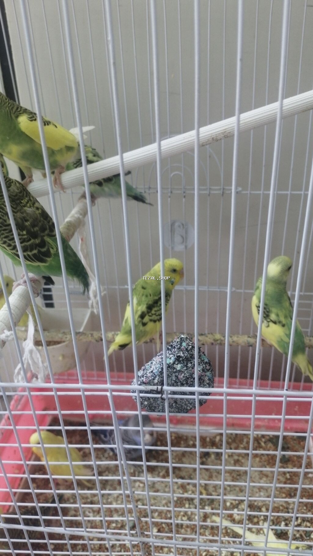 Papuqaylar balalar 9azn. Valnisti Qəfəsləri 9-azn. Valnisti 3-4-5 - şəkil 4