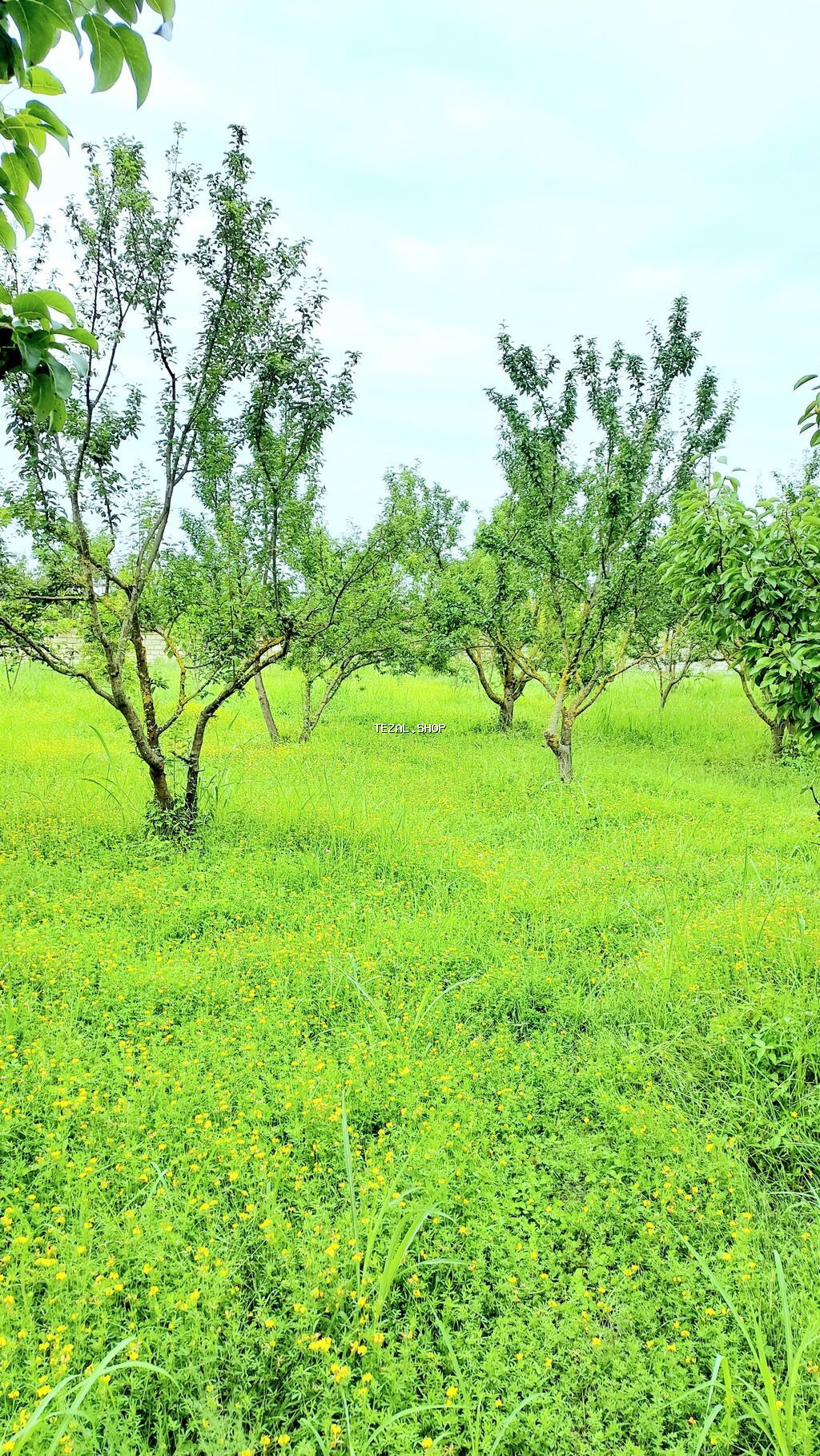 24 sot, Tikinti, Mülkiyyətçi, Kupça (Çıxarış) - şəkil 5