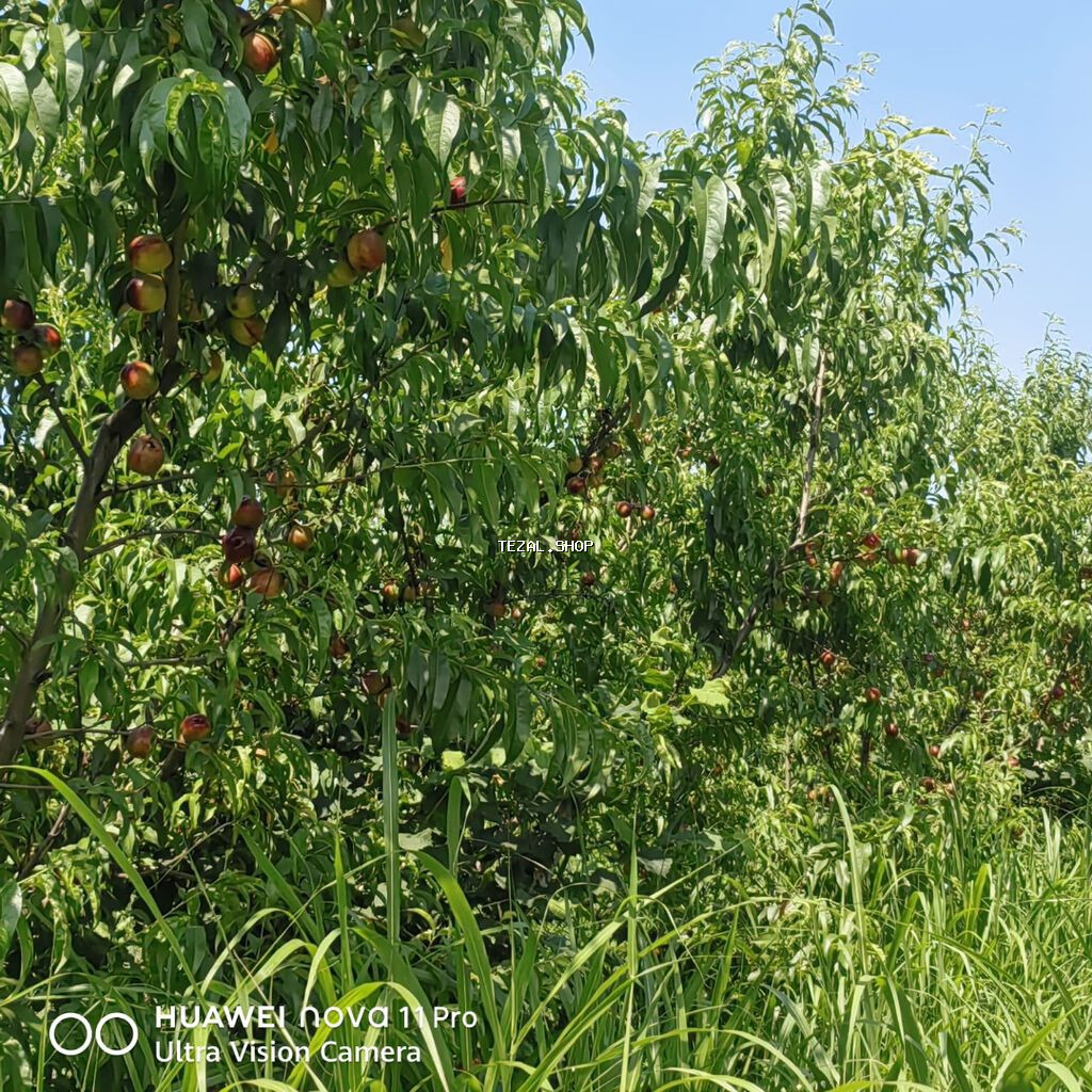 320 sot, Kənd təsərrüfatı, Mülkiyyətçi, Kupça (Çıxarış) - şəkil 3
