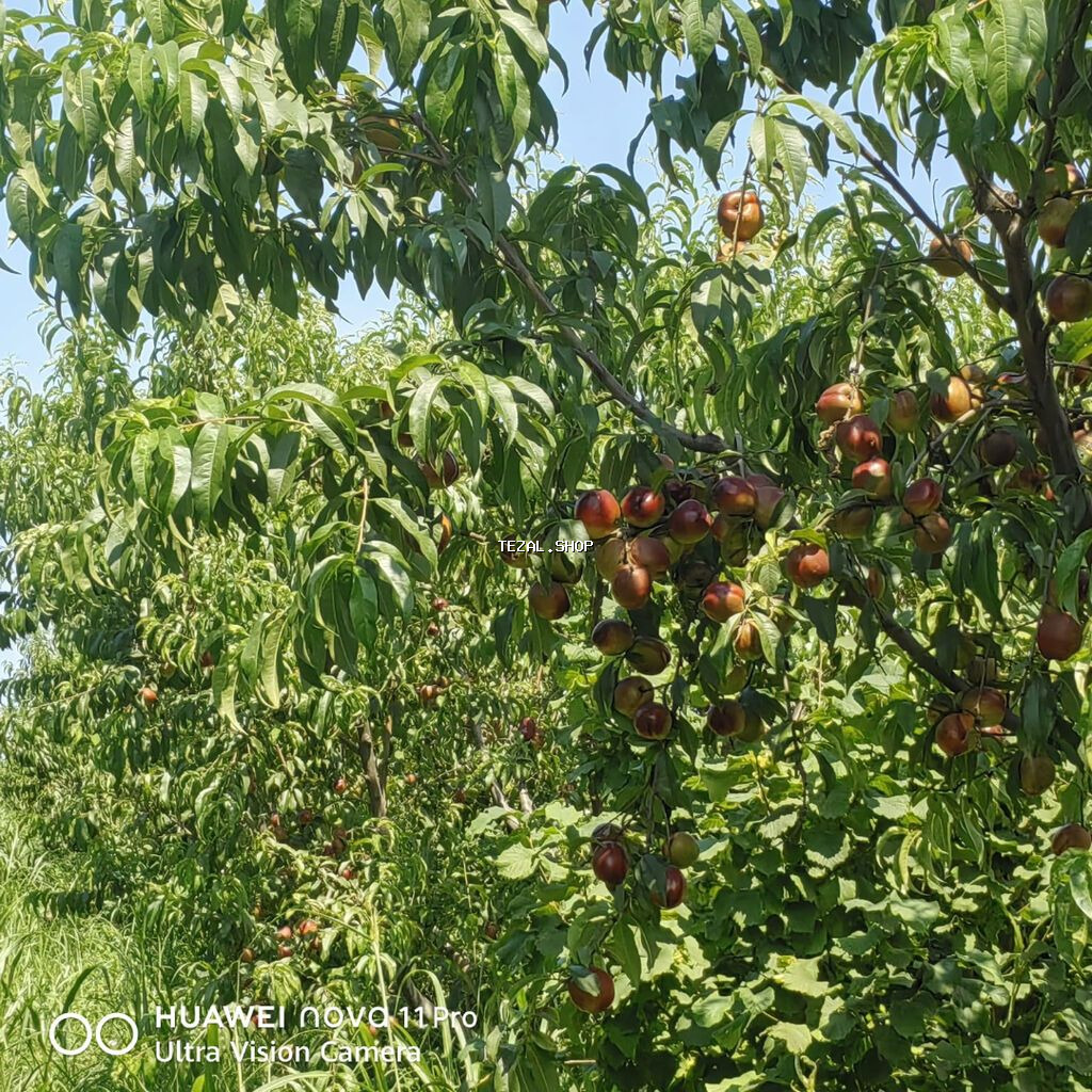 320 sot, Kənd təsərrüfatı, Mülkiyyətçi, Kupça (Çıxarış) - şəkil 5