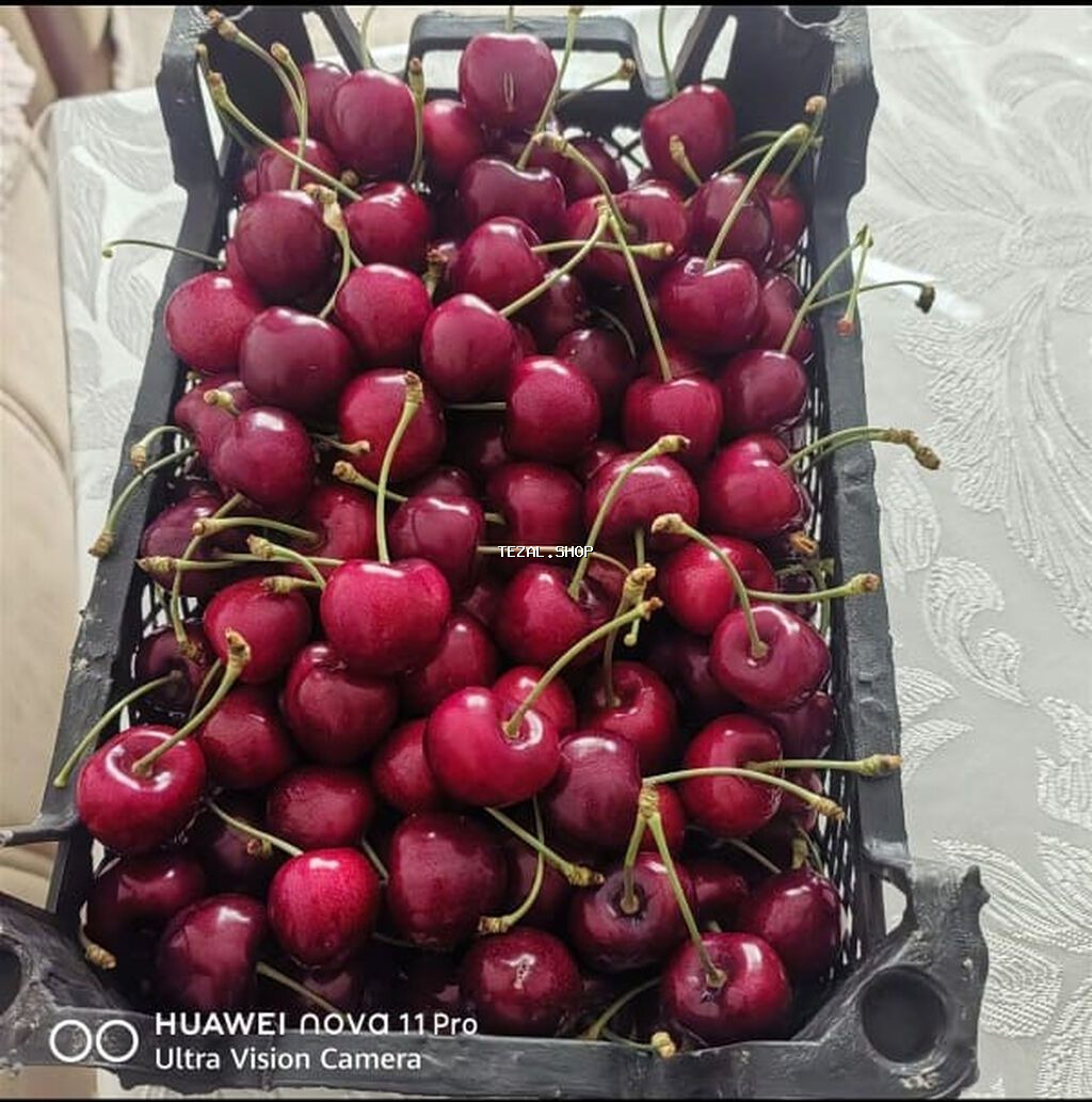270 sot, Kənd təsərrüfatı, Mülkiyyətçi, Kupça (Çıxarış)