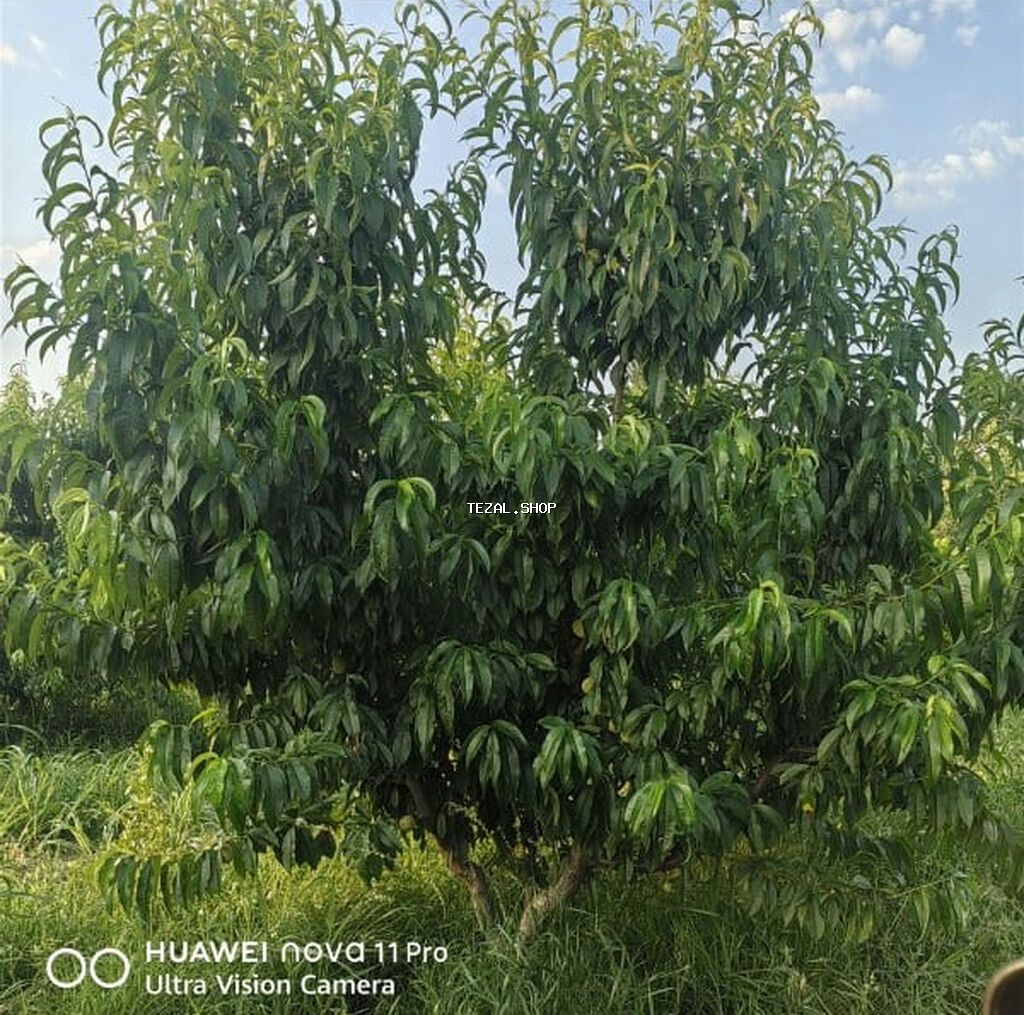 1 sot, Kənd təsərrüfatı, Mülkiyyətçi, Kupça (Çıxarış)