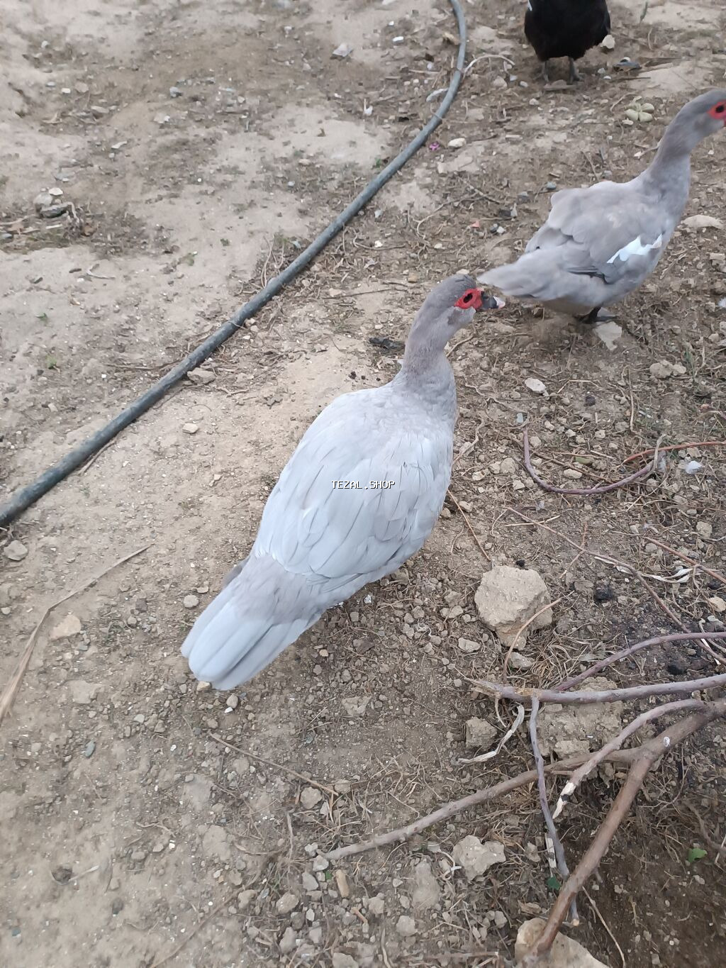 - Məhsul: Muskoviy ördəkləri (indiye qədər “hind ördəyi” kimi tanınır) Digah — TezAl.shop