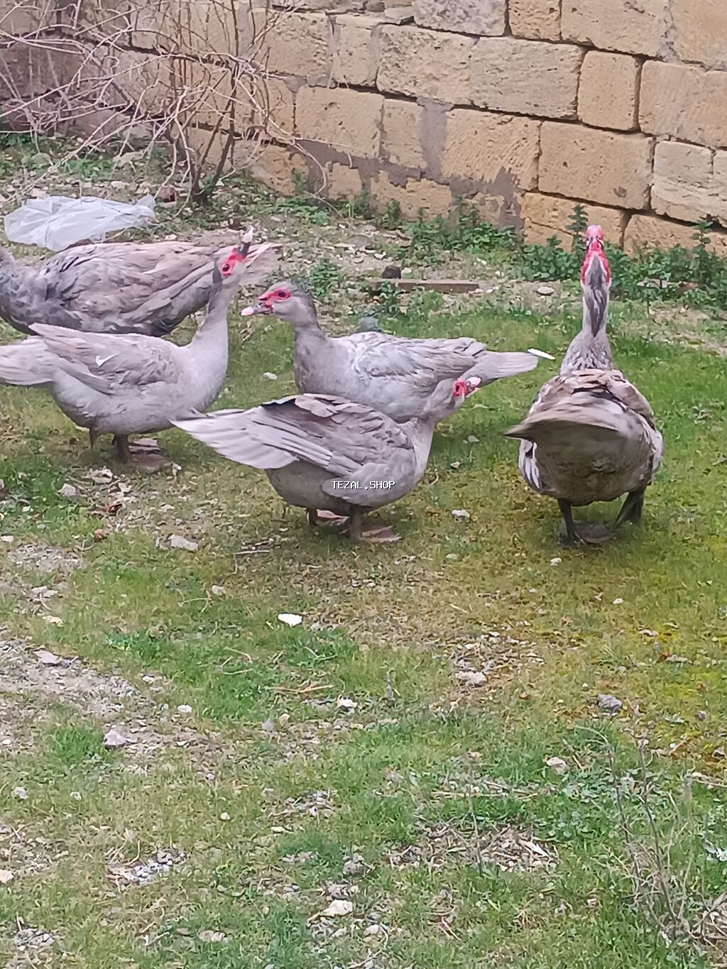 60 ədəd var 
heyvanlar təmiz Qandi yerində baxa bilersiz