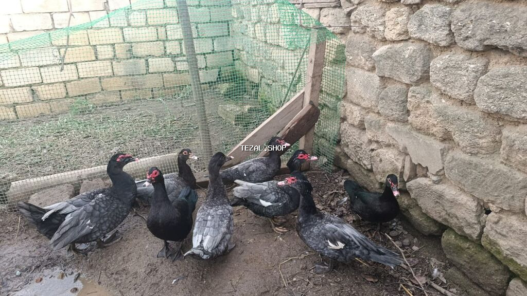 60 ədəd var 
heyvanlar təmiz Qandi yerində baxa bilersiz - şəkil 3