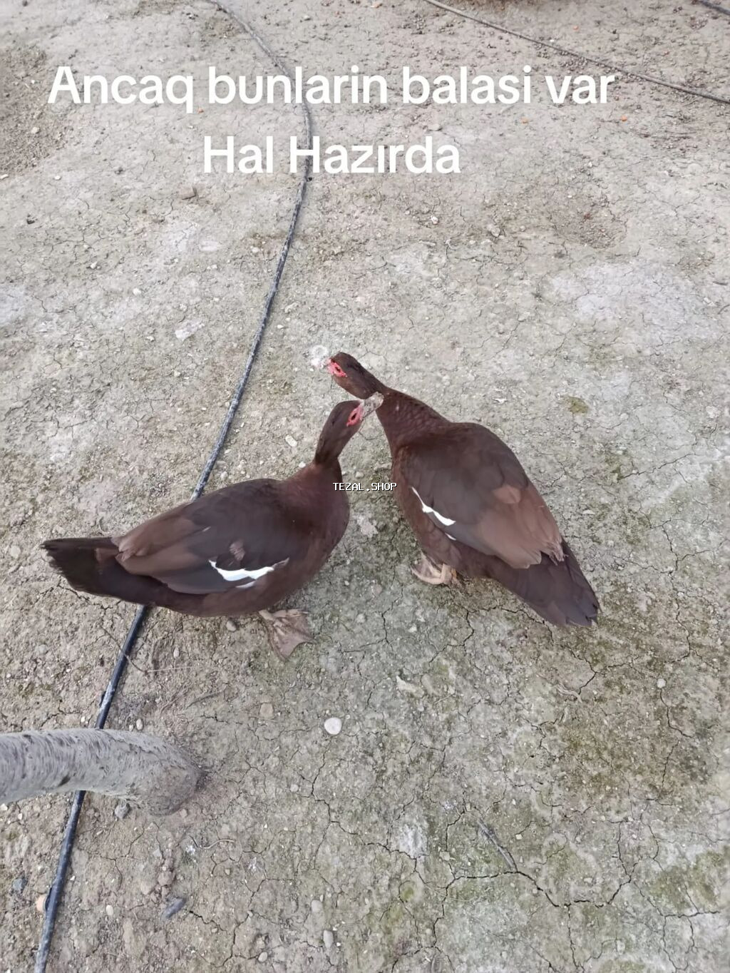 60 ədəd var 
heyvanlar təmiz Qandi yerində baxa bilersiz - şəkil 4