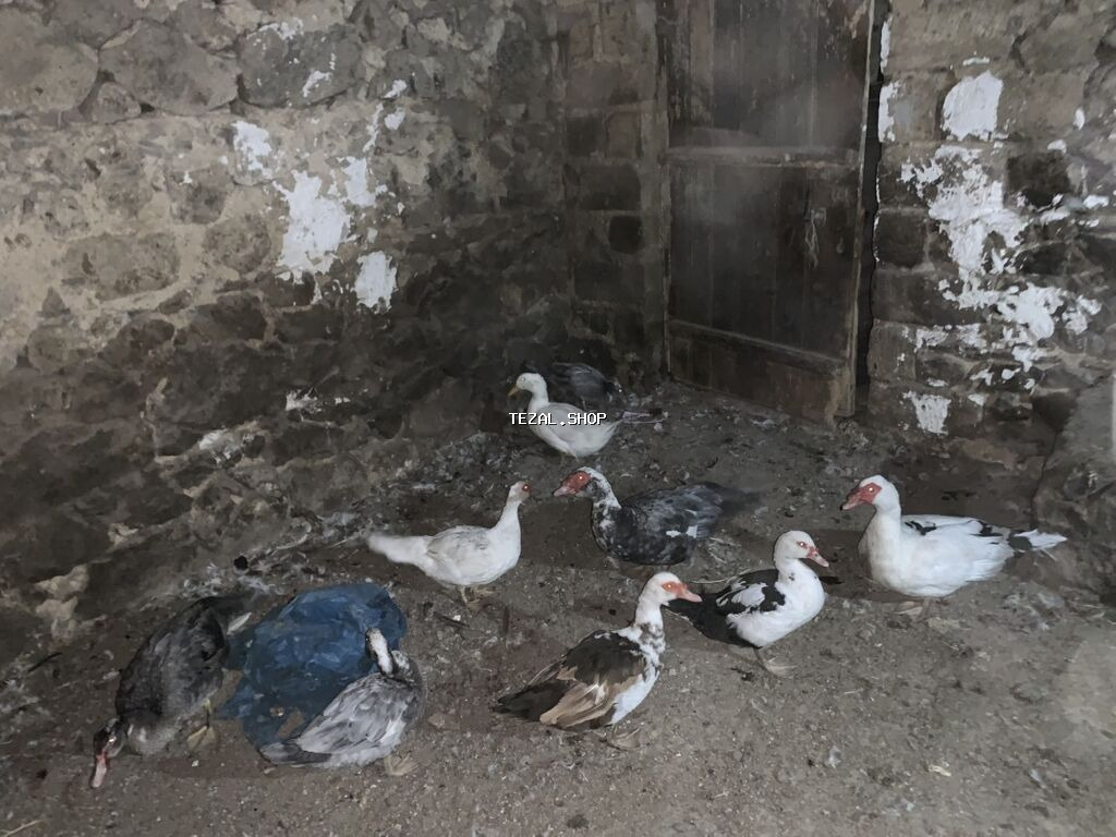 Musk ördəkləri (indo duck) – müxtəlif rənglərin qarışığında sürü
