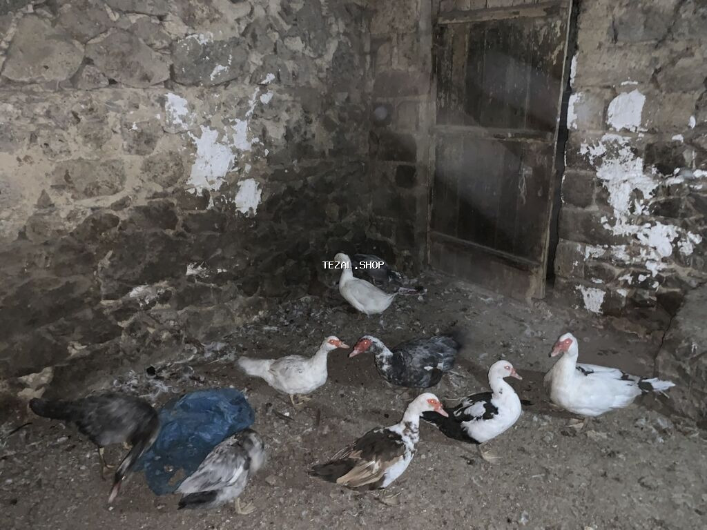 Musk ördəkləri (indo duck) – müxtəlif rənglərin qarışığında sürü - şəkil 2