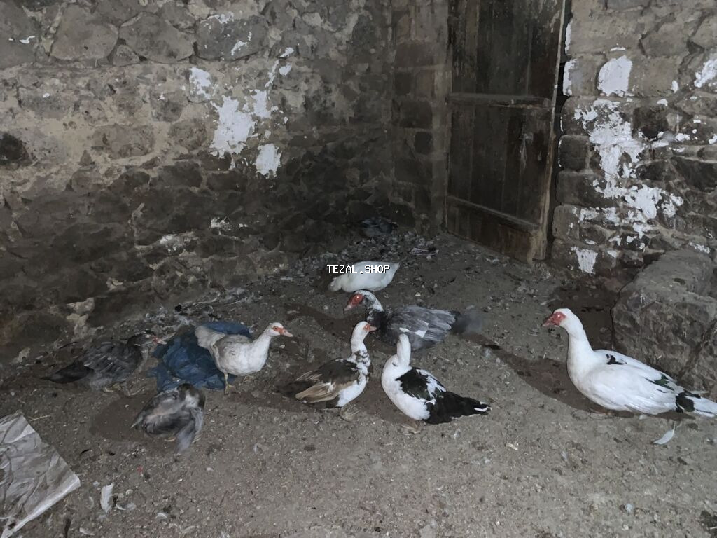 Musk ördəkləri (indo duck) – müxtəlif rənglərin qarışığında sürü - şəkil 3