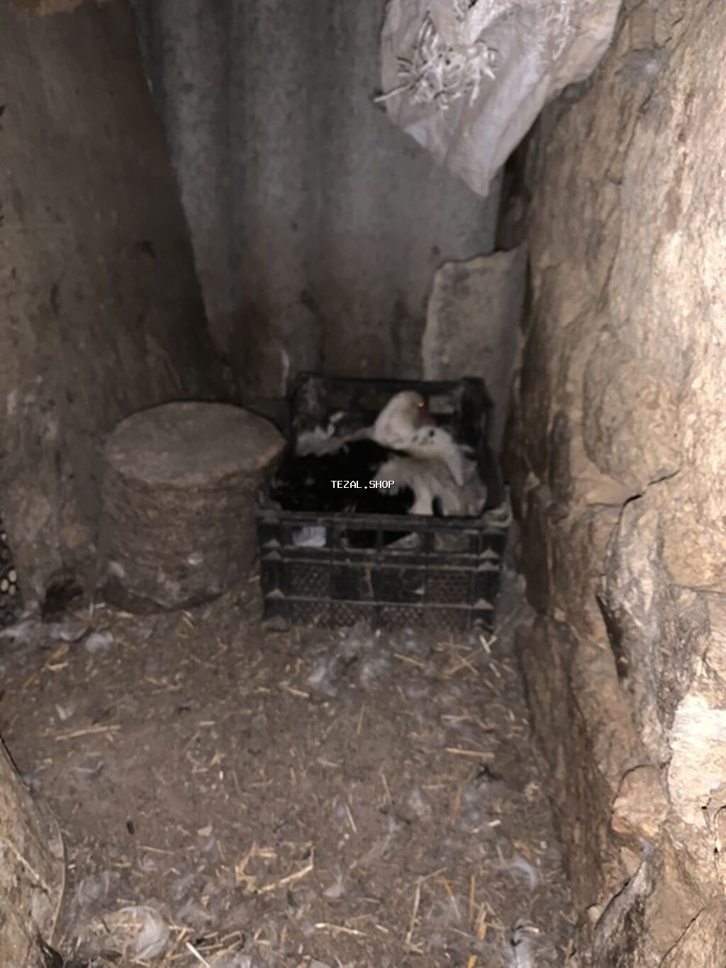 Musk ördəkləri (indo duck) – müxtəlif rənglərin qarışığında sürü - şəkil 4