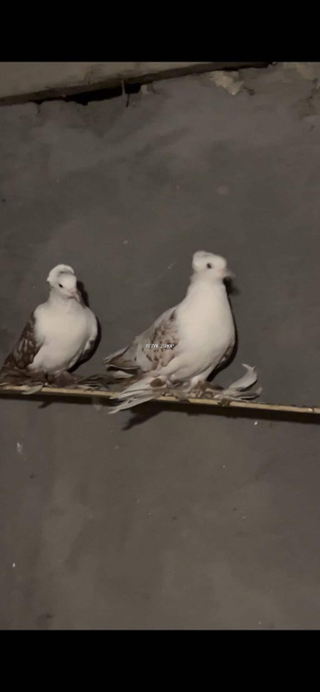 Məhsul: Bəzək göyərçinləri (cüt) Təsvir: - Nadir görünüşlü, bəzək