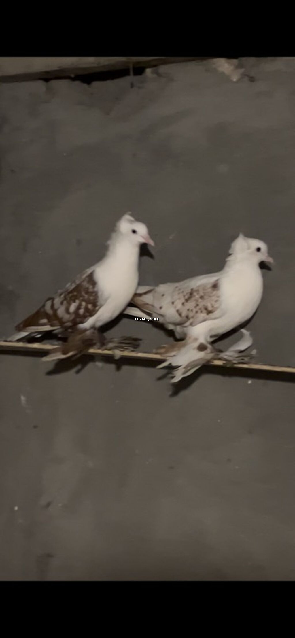 Məhsul: Bəzək göyərçinləri (cüt) Təsvir: - Nadir görünüşlü, bəzək - şəkil 3