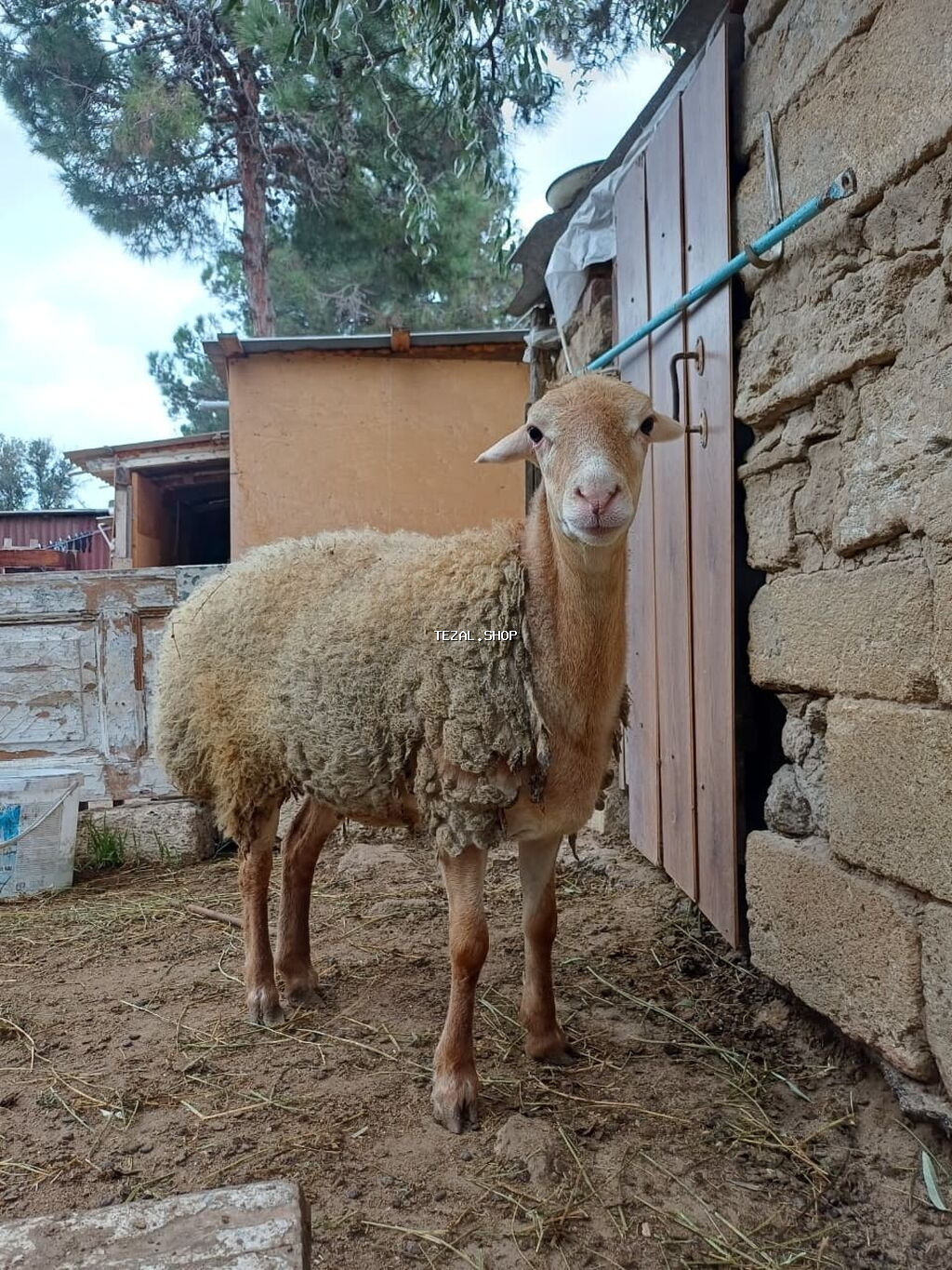 Dişi, il: 8, 45 kq, Ətlik, Ödənişli çatdırılma