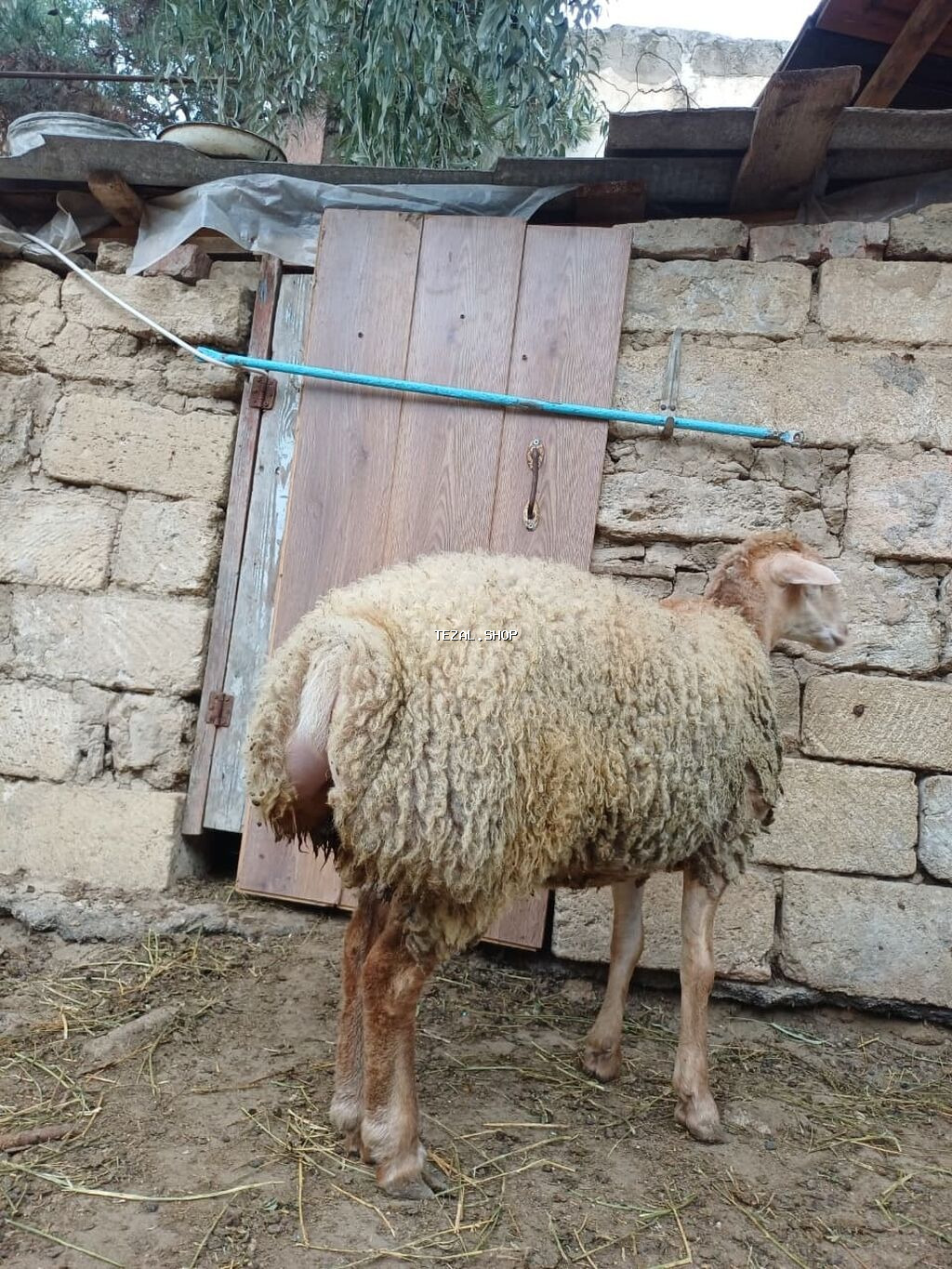 Dişi, il: 8, 45 kq, Ətlik, Ödənişli çatdırılma - şəkil 4