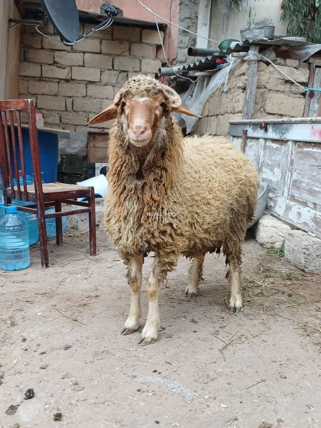 Erkək, il: 8, 44 kq, Damazlıq, Ödənişli çatdırılma