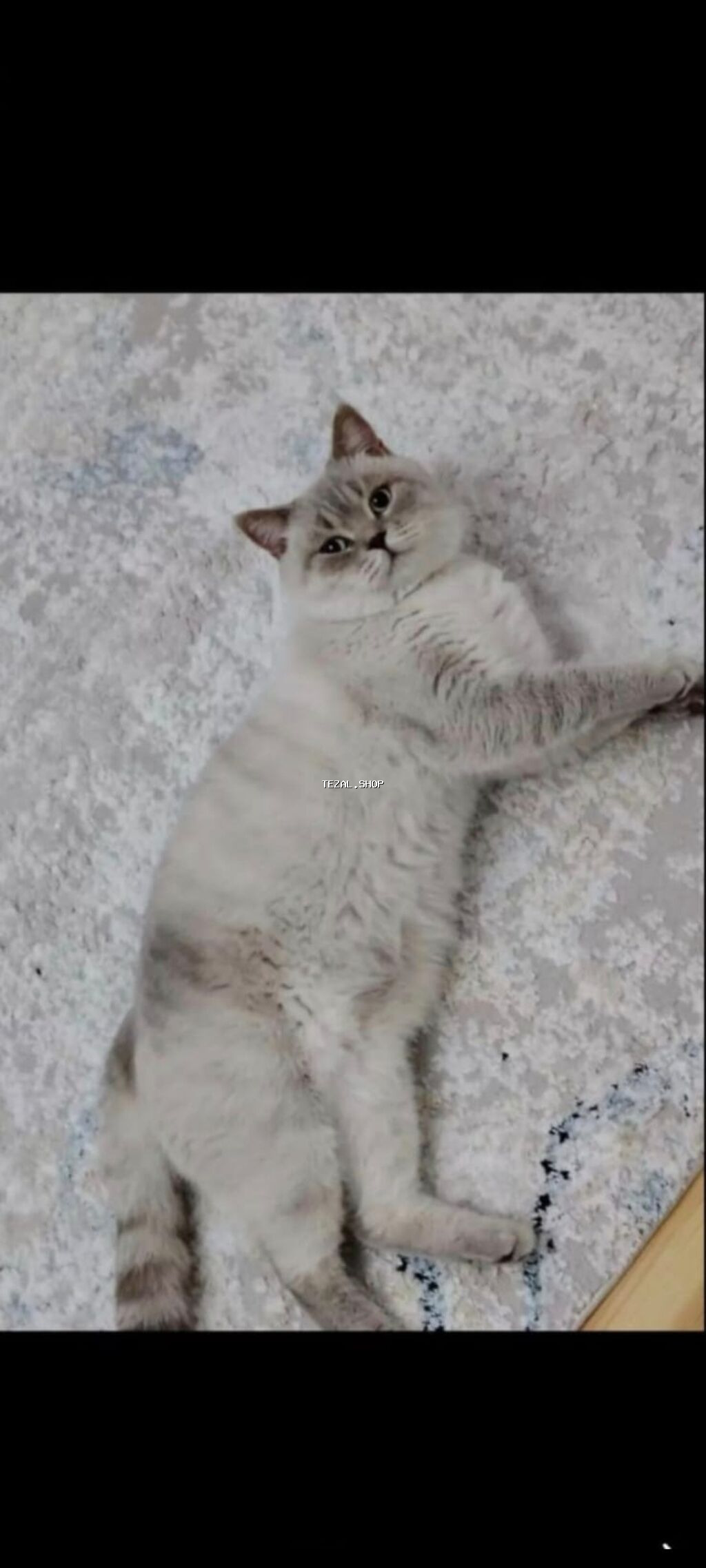 Şinşilla, Erkək, Cütləşmə üçün