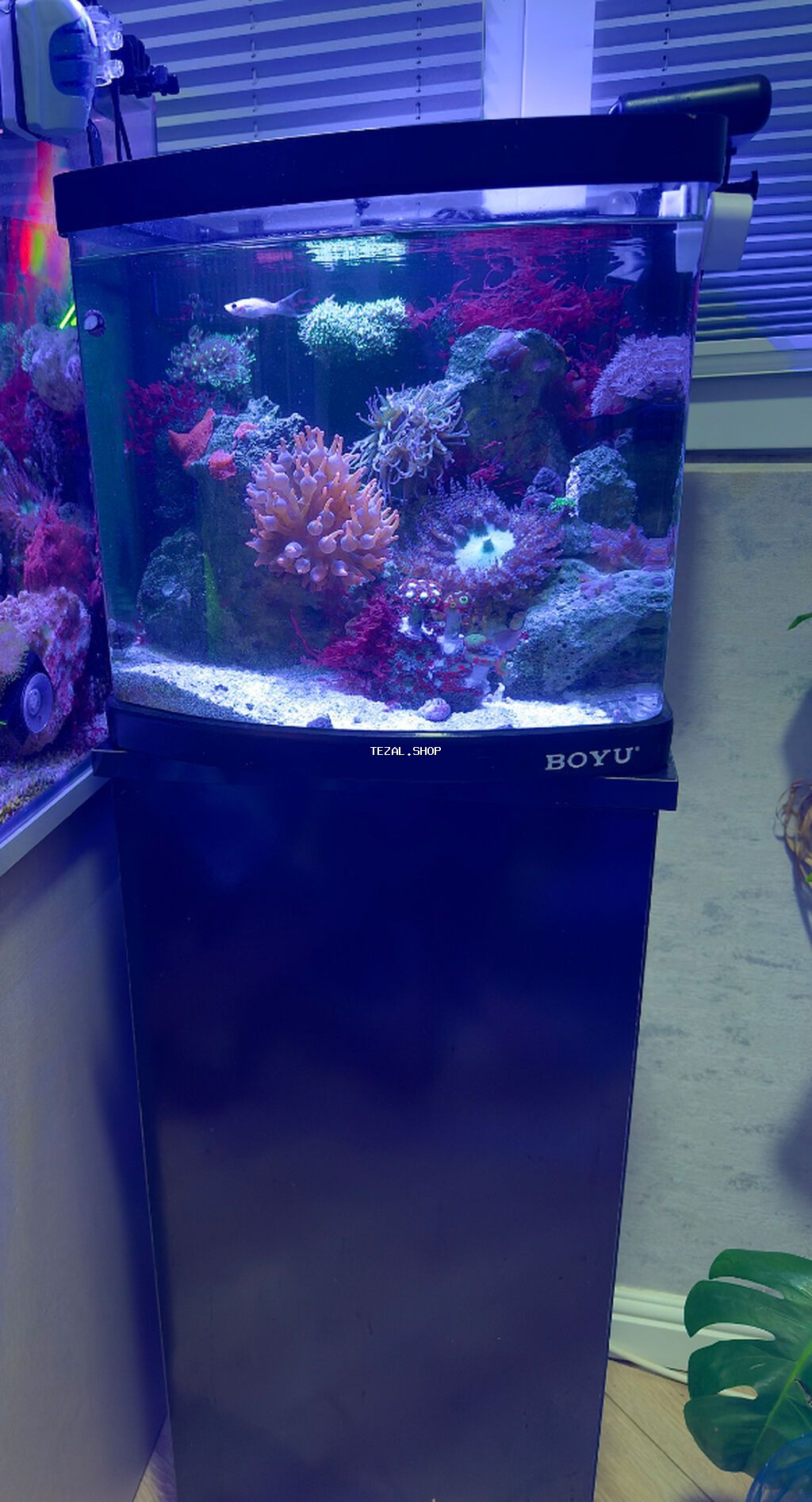 Okean akvariumu. Arxa sump sistemli BOYU firmasinin 35×40×35 sm Hazır