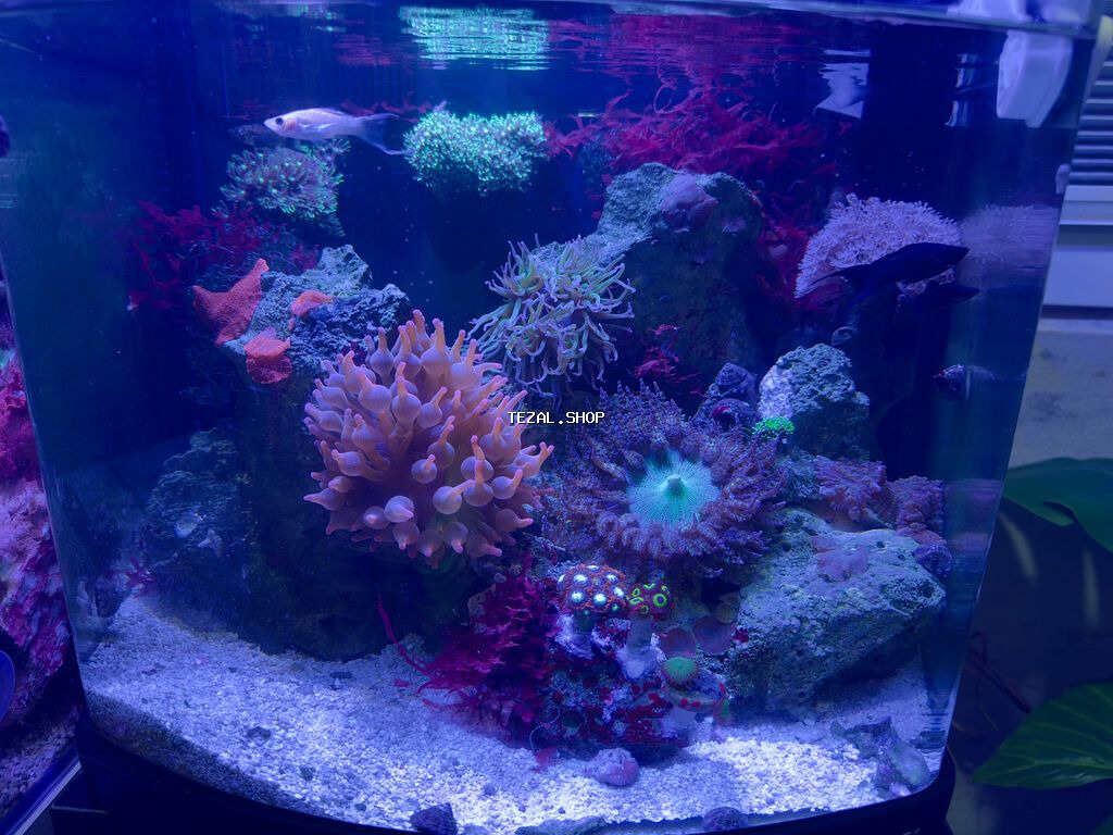 Okean akvariumu. Arxa sump sistemli BOYU firmasinin 35×40×35 sm Hazır - şəkil 2