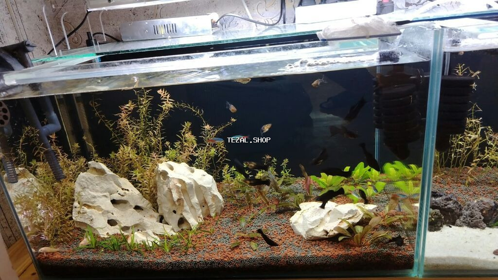 Dördbucaq akvarium, Balıqlarla birlikdə, 120 l, Ödənişli çatdırılma - şəkil 4