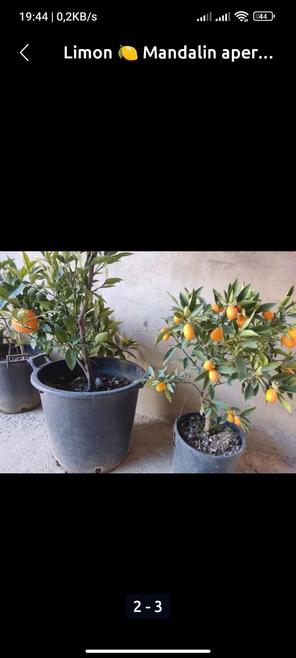 Limondan, mandarin və portağaldan ibarət sitrus bitkiləri, hər biri