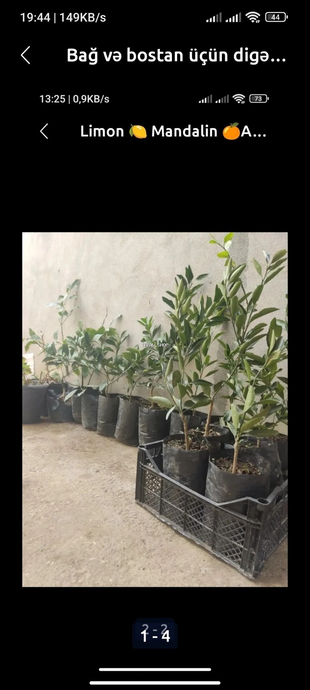 Limondan, mandarin və portağaldan ibarət sitrus bitkiləri, hər biri - şəkil 2