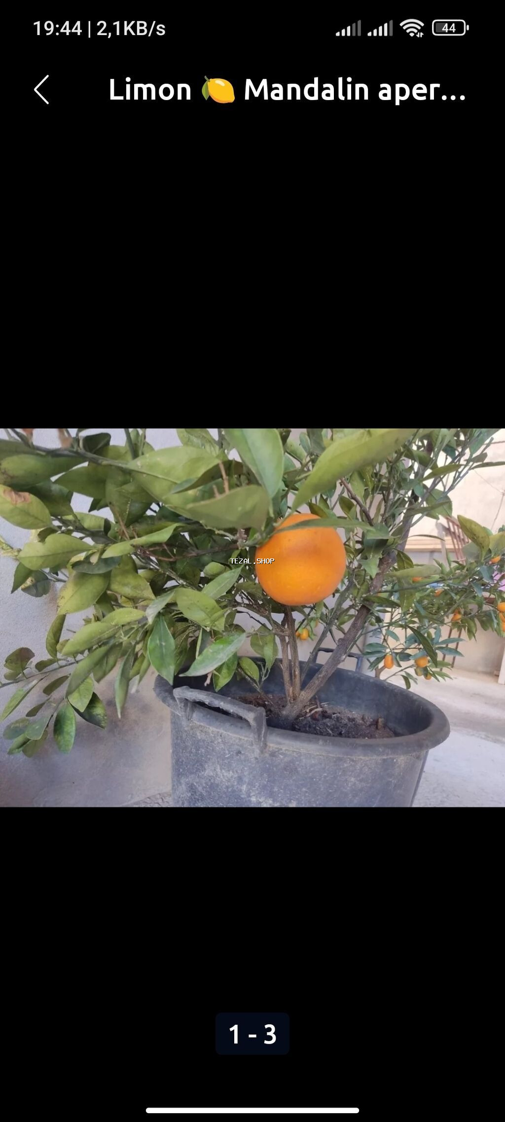 Limondan, mandarin və portağaldan ibarət sitrus bitkiləri, hər biri - şəkil 4