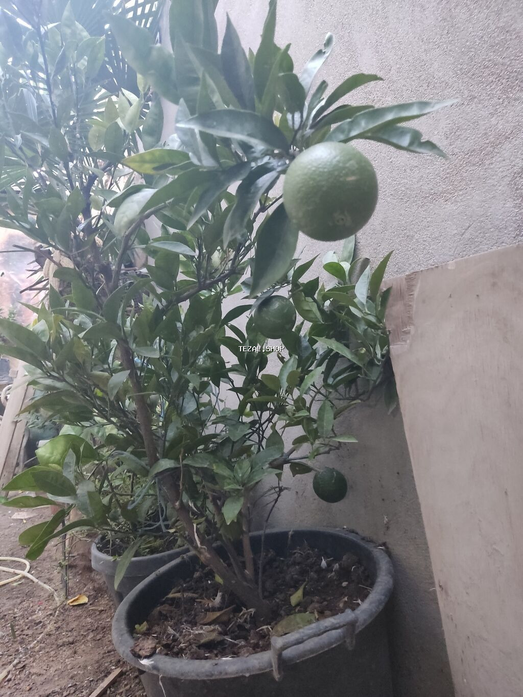 Agaclar limon🍋 mandalin apersin kinkan fexo diger agaclarda mövcudur