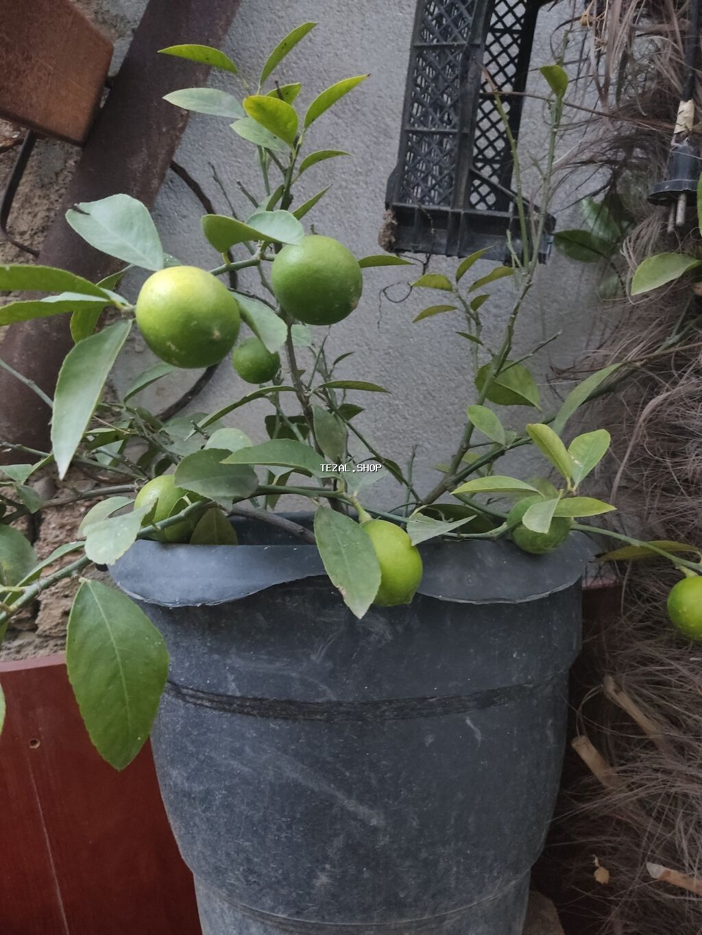 Agaclar limon🍋 mandalin apersin kinkan fexo diger agaclarda mövcudur - şəkil 2
