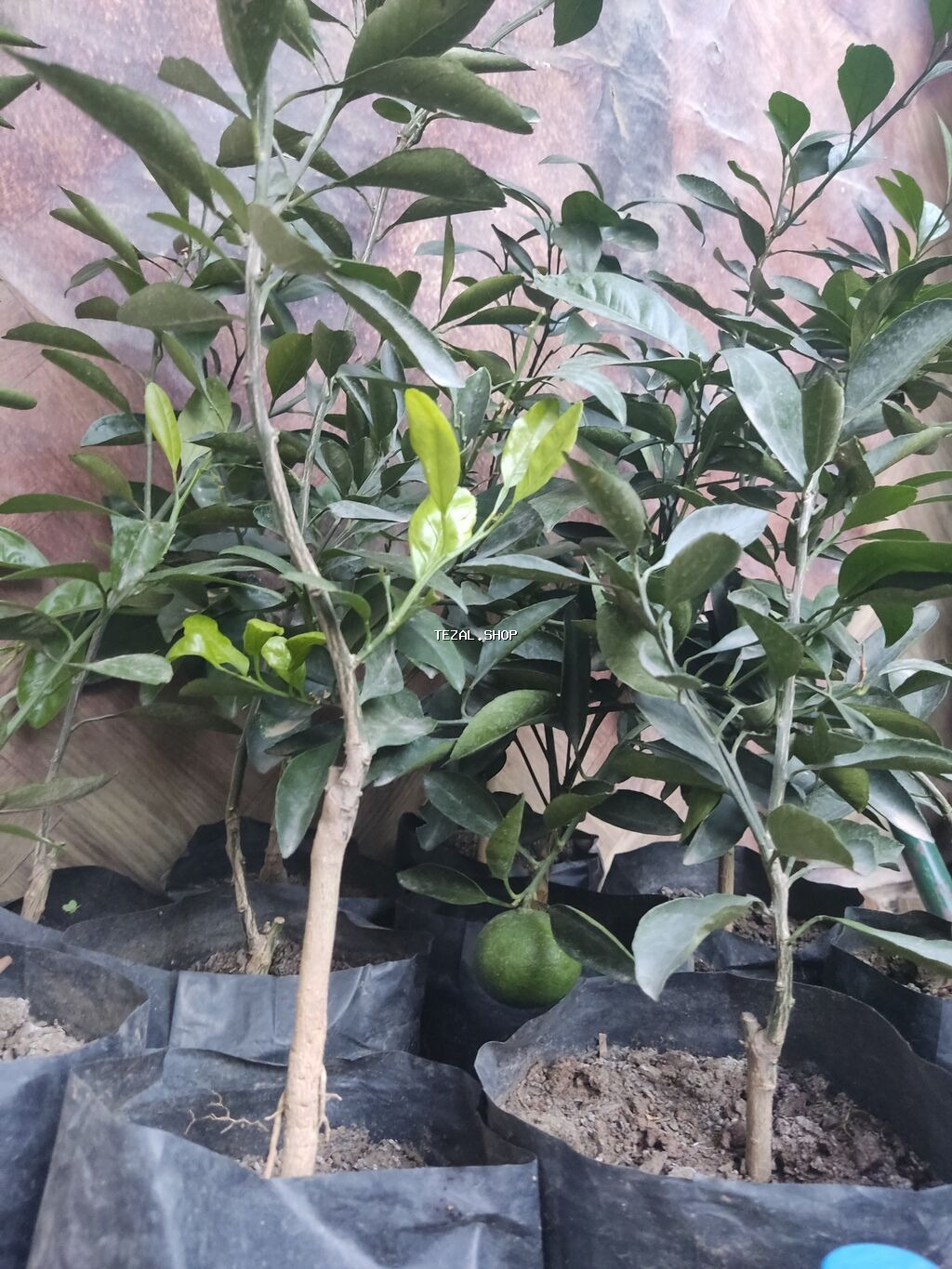 Agaclar limon🍋 mandalin apersin kinkan fexo diger agaclarda mövcudur - şəkil 3