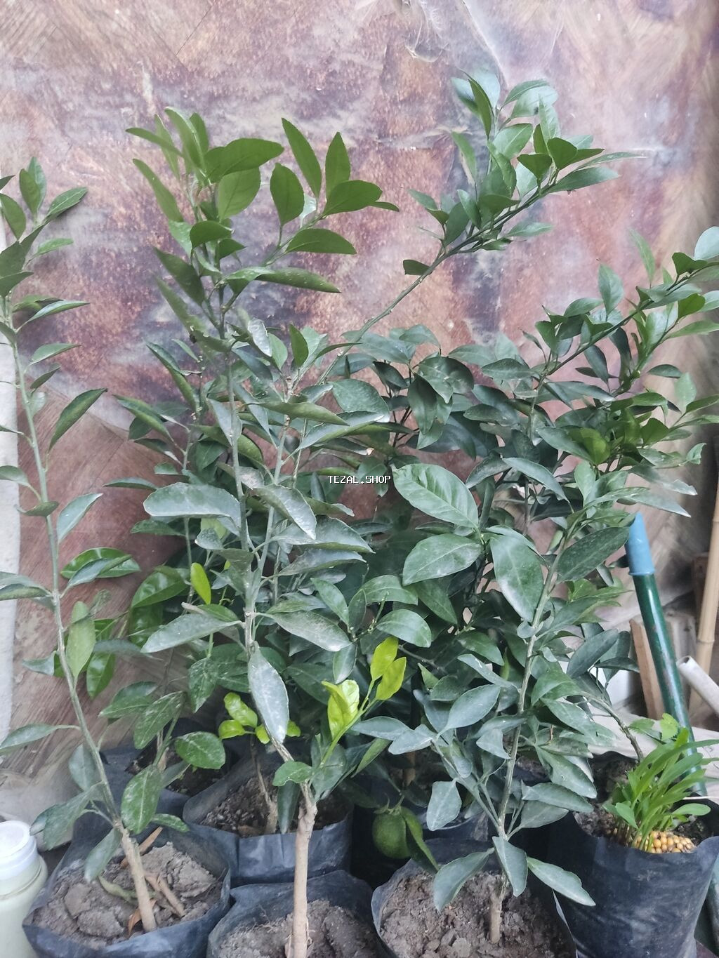 Agaclar limon🍋 mandalin apersin kinkan fexo diger agaclarda mövcudur - şəkil 4
