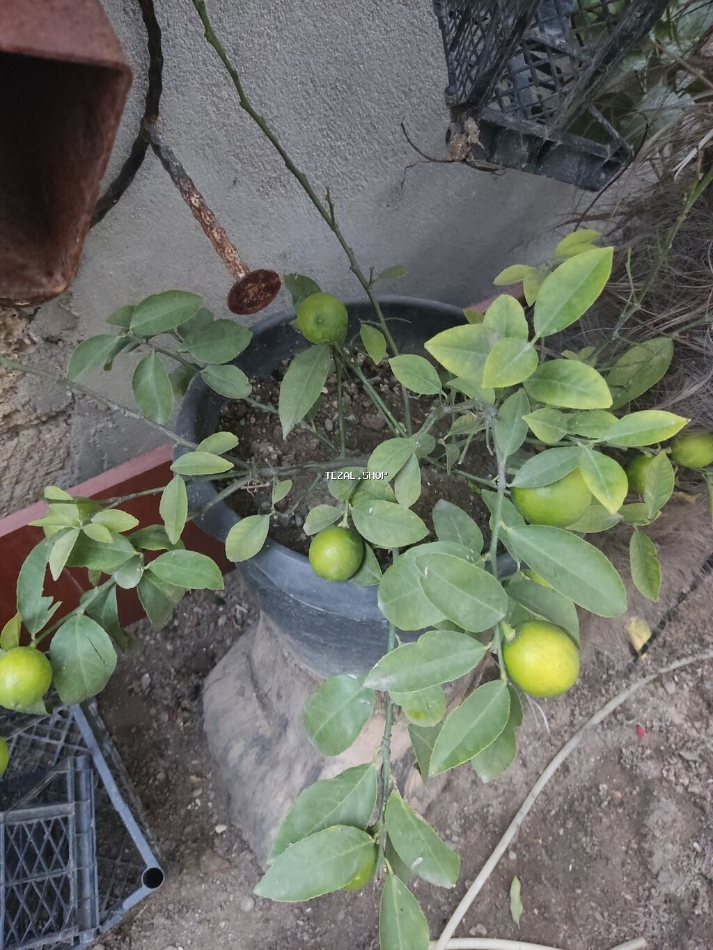 Agaclar limon🍋 mandalin apersin kinkan fexo diger agaclarda mövcudur - şəkil 5