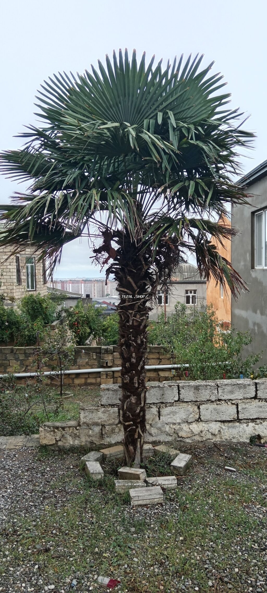 Dekorativ palma ağacı – fan formalı yarpaqları olan, hündür gövdəli