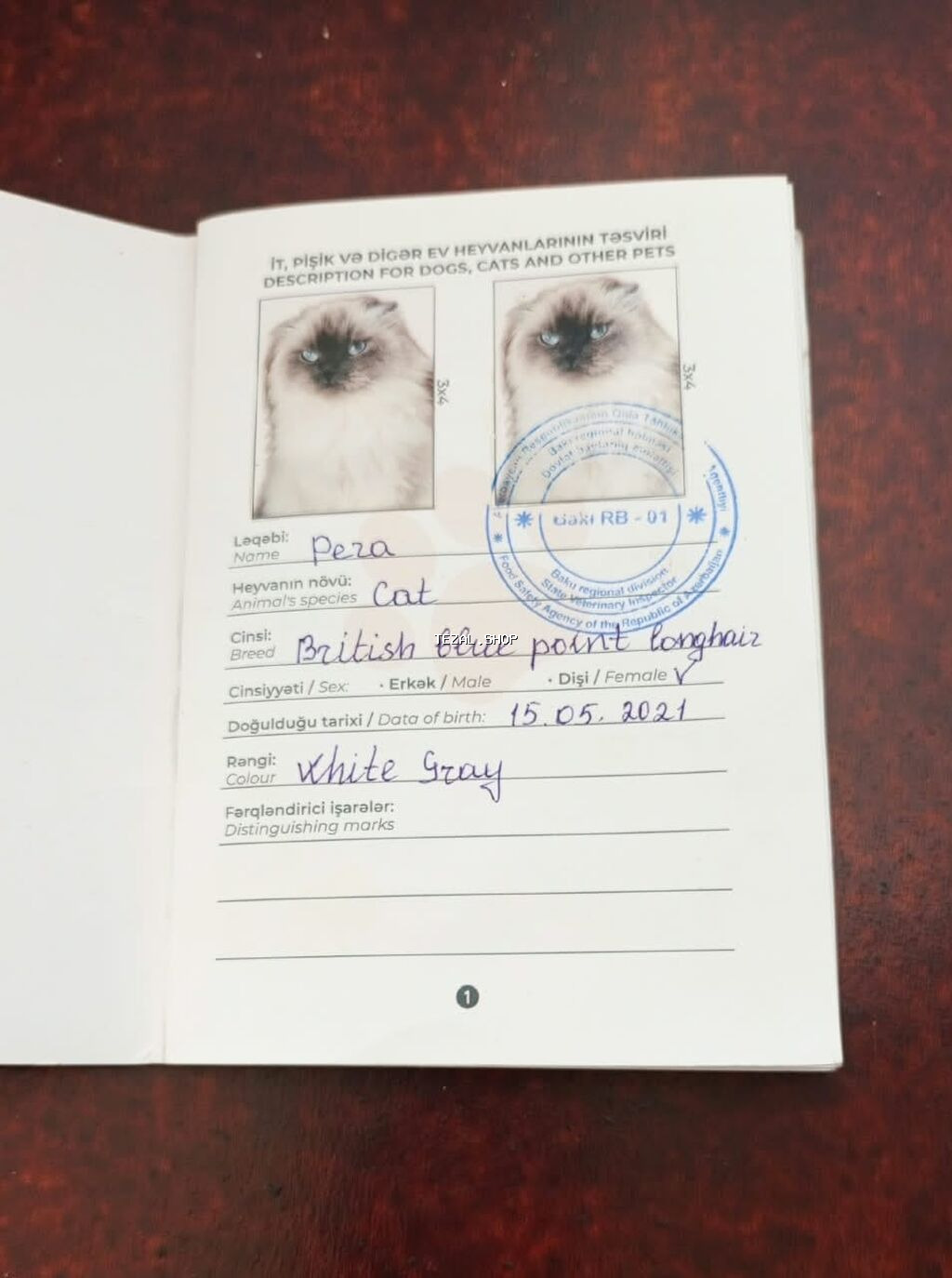 Ev pişiyi. birtaniya sirtudu. 5 yaşı -pasportu var - şəkil 5