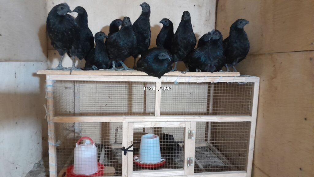 ENDIRIMLI Ayam Gemani yumurtasi ve toyuq cuceleri. Yumurta 3,50azn - şəkil 4