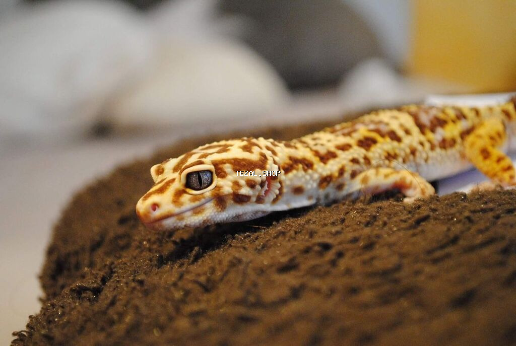 Bearded dragon ( aqama ) ve gecko ( eublefar ) kertenkele balalari