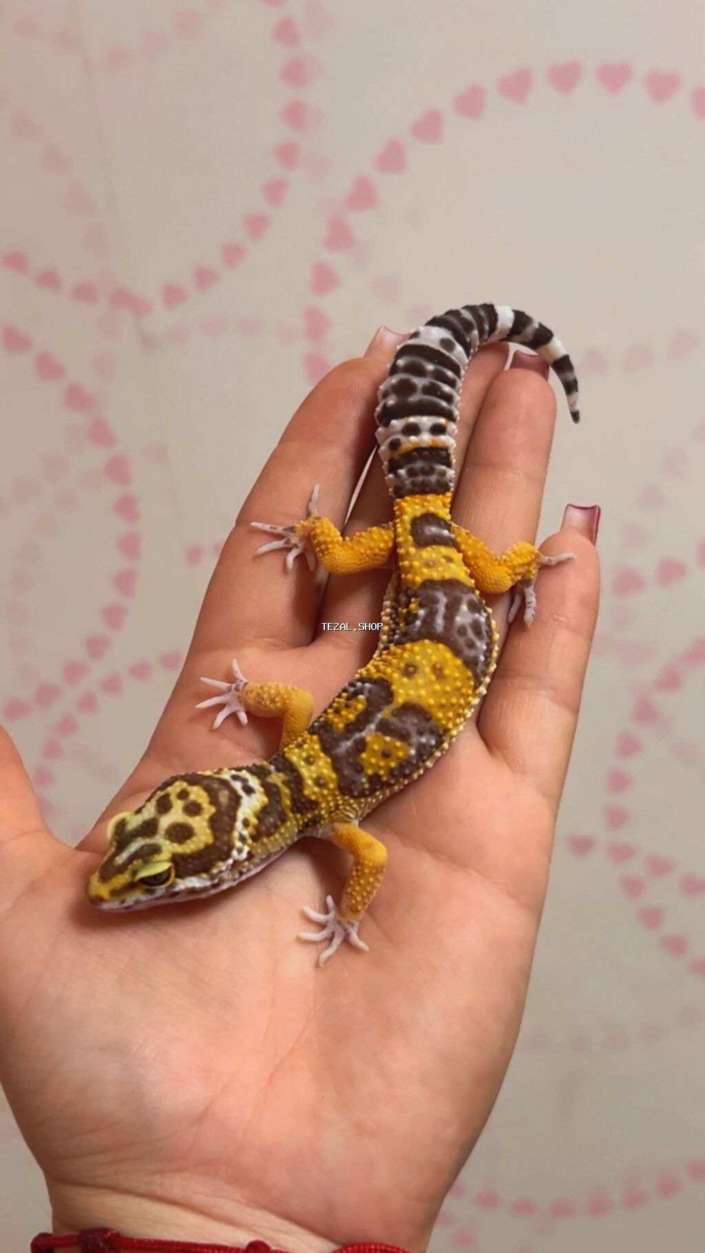 Bearded dragon ( aqama ) ve gecko ( eublefar ) kertenkele balalari - şəkil 2