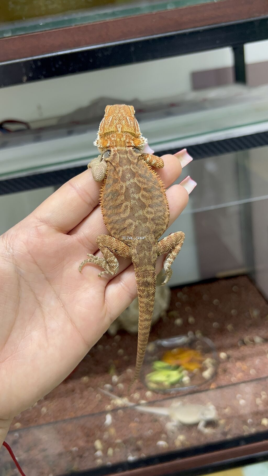 Bearded dragon ( aqama ) ve gecko ( eublefar ) kertenkele balalari - şəkil 3
