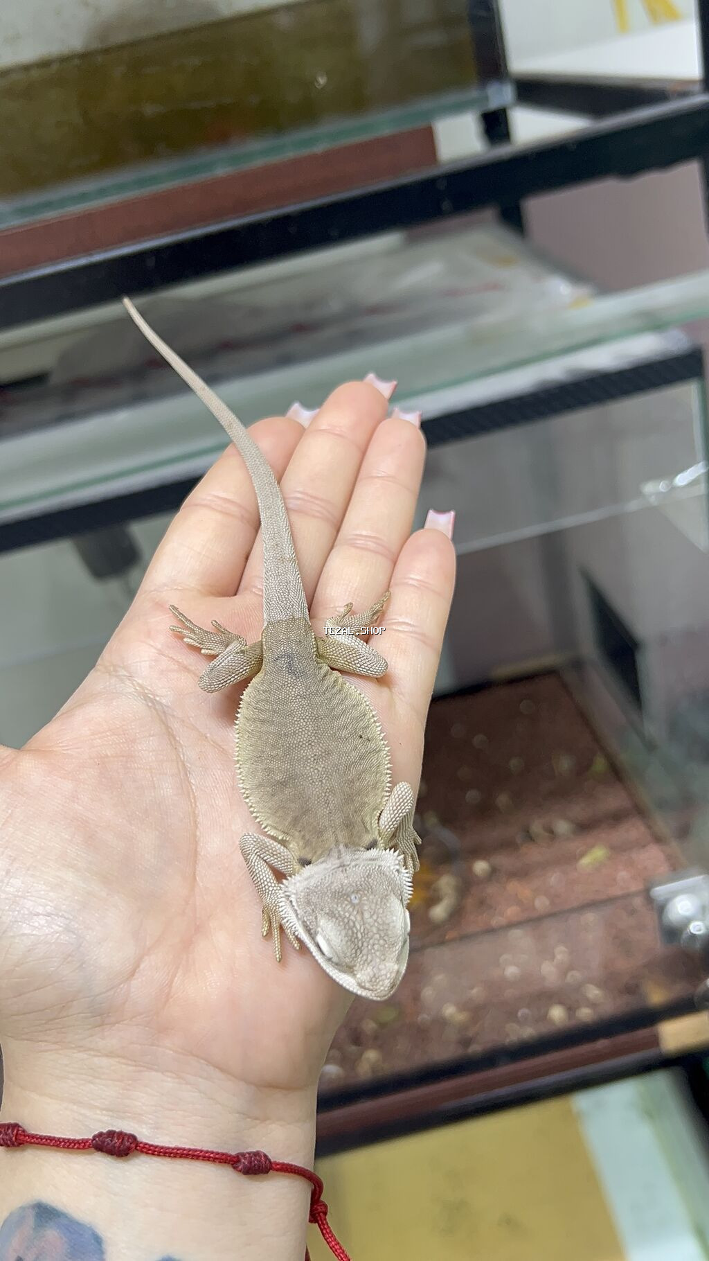Bearded dragon ( aqama ) ve gecko ( eublefar ) kertenkele balalari - şəkil 4
