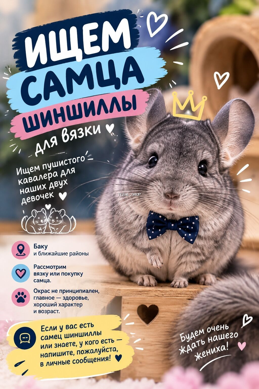 🐭💙 ИЩЕМ САМЦА ШИНШИЛЛЫ ДЛЯ ВЯЗКИ! 💙🐭 Ищем пушистого кавалера для наших Bakı — TezAl.shop