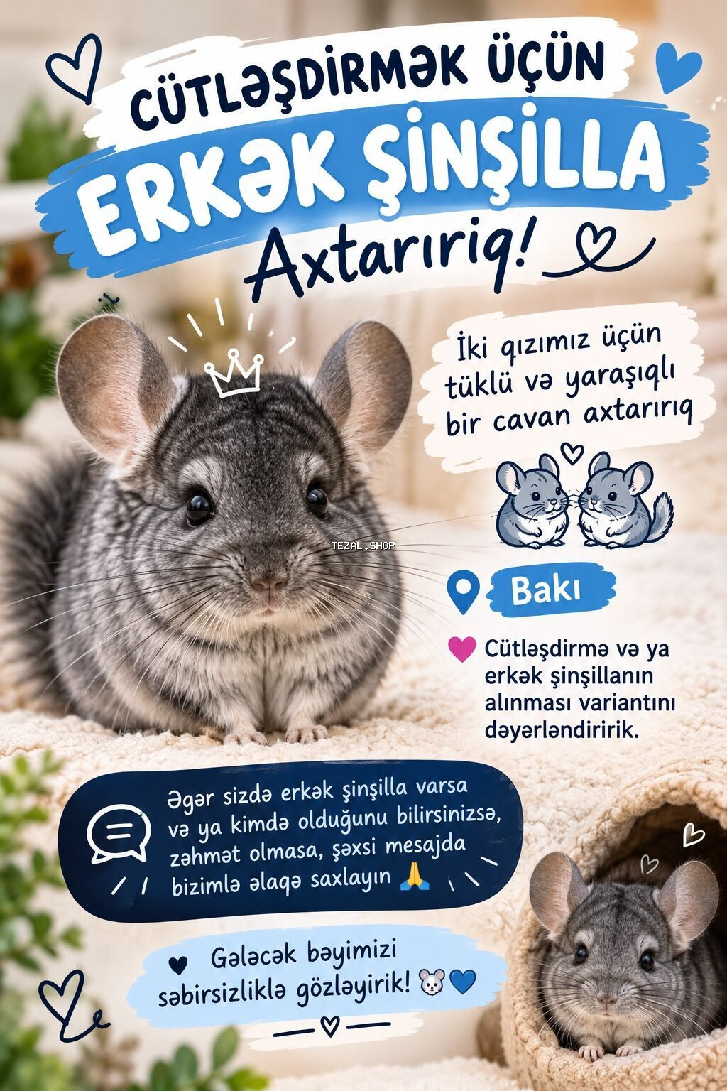 🐭💙 CÜTLƏŞDİRMƏK ÜÇÜN ERKƏK ŞİNŞİLLA AXTARIRIQ! 💙🐭 İki qızımız üçün