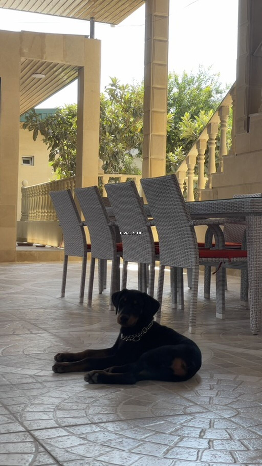 Doberman, 4 ay, Erkək, Sənədli
