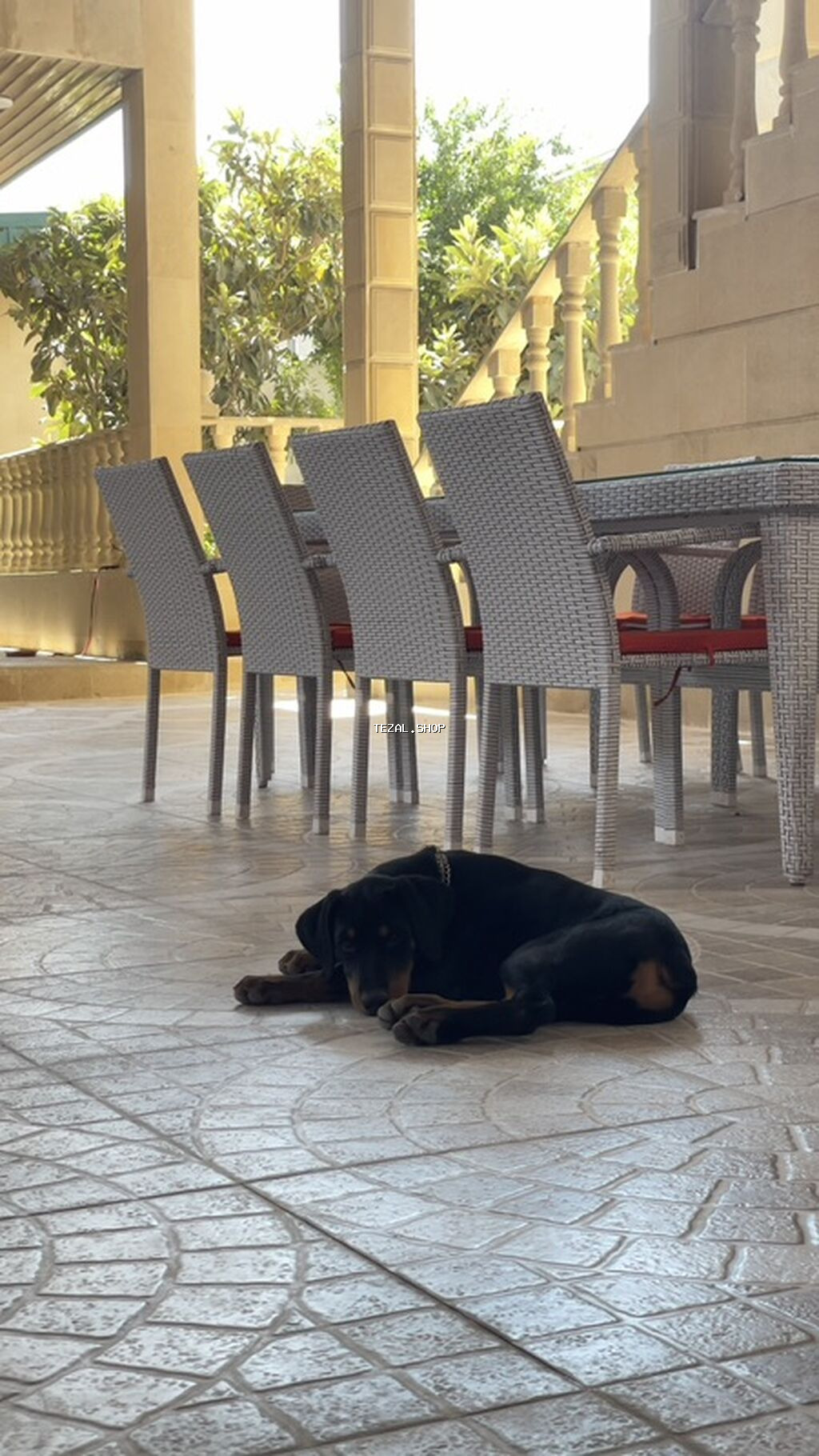 Doberman, 4 ay, Erkək, Sənədli - şəkil 2