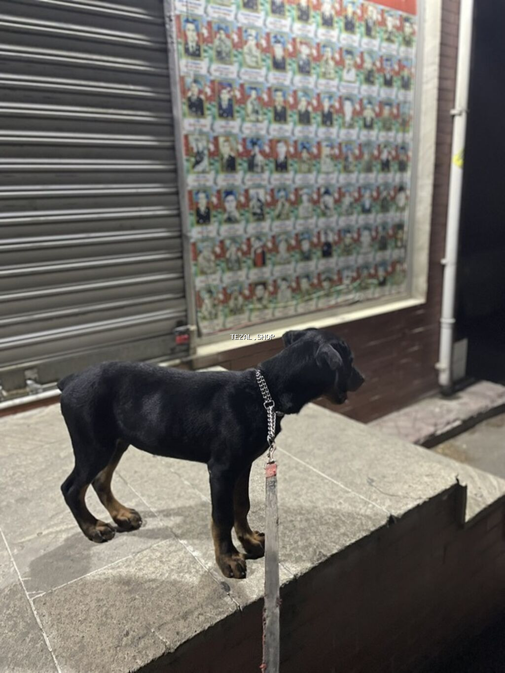 Doberman, 4 ay, Erkək, Sənədli - şəkil 3