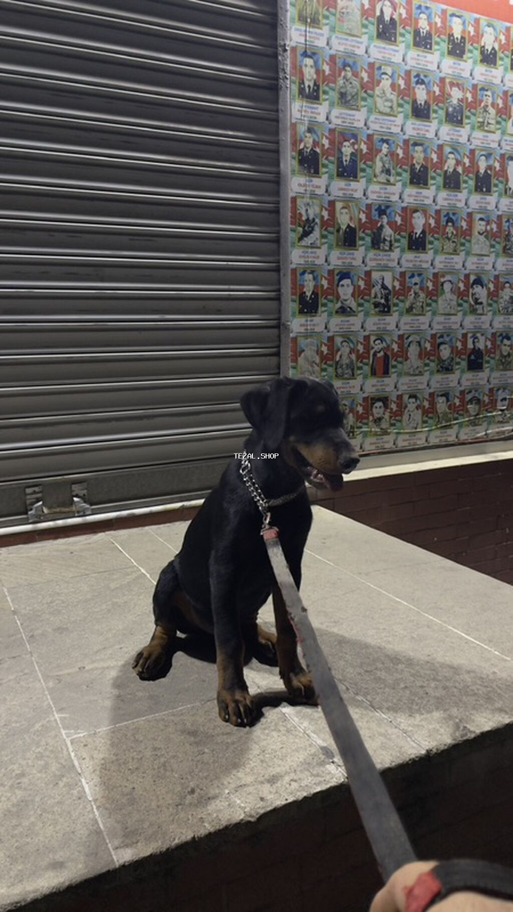 Doberman, 4 ay, Erkək, Sənədli - şəkil 4